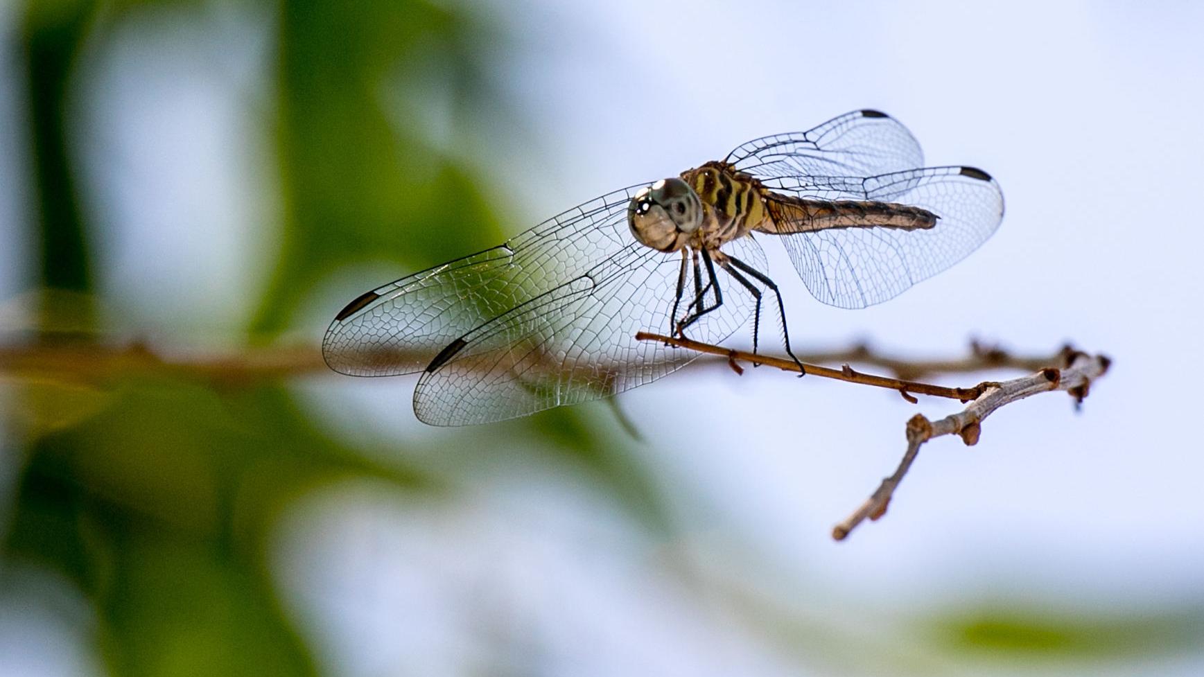 Photos: Wildlife along the Lower Santa Cruz River